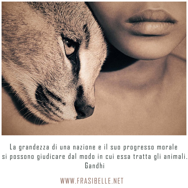 Frasi Sugli Animali Frasi Belle Le Frasi Piu Belle Frasi Bellissime